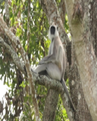 Hulman czarnołapy - Semnopithecus hypoleucos - Black-footed gray langur