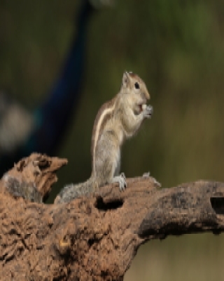Pasecznik trójpręgi - Funambulus tristriatus - Jungle palm squirrel