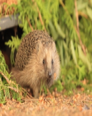 Jeż zachodni - Erinaceus europaeus - European hedgehog
