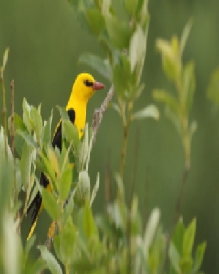 Wilga zwyczajna - Oriolus oriolus - Eurasian Golden-Oriole