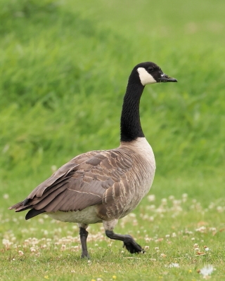 Bernikla kanadyjska - Branta canadensis - Canada goose