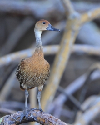 Drzewica karaibska - Dendrocygna arborea  - West Indian Whistling