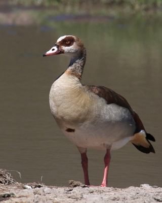Gęsiówka egipska - Alopochen aegyptiaca - Egyptian Goose