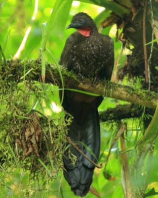Penelopa rdzawobrzucha - Penelope purpurascens - Crested Guan