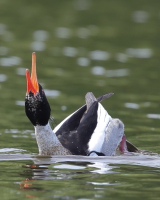 Szlachar - Mergus serrator - Red-breasted Merganser