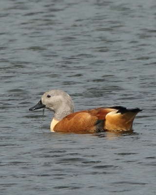 Kazarka szarogłowa - Tadorna cana - South African Shelduck