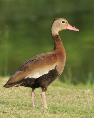 Drzewica czarnobrzucha - Dendrocygna autumnalis - Black-bellied Whistling-duck