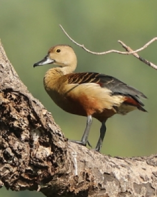 Blaszkodziobe - Anseriformes