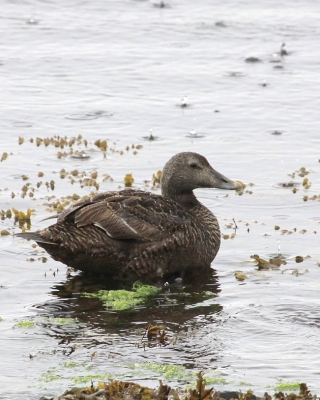 Edredon - Somateria mollissima - Common Eider