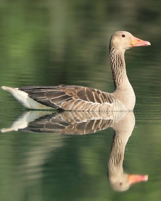 Gęgawa - Anser anser - Greylag Goose