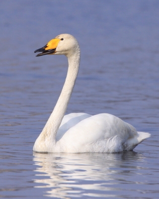 Łabędź krzykliwy - Cygnus cygnus  - Whooper Swan