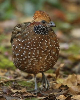 Przepiór brązowy - Odontophorus guttatus - Spotted Wood Quail