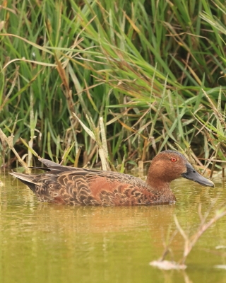 Cynamonka - Spatula cyanoptera - Cinnamon Teal