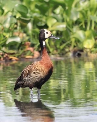 Drzewica białolica - Sarkidiornis melanotos - White-faced Whistling