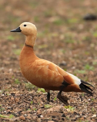 Kazarka rdzawa - Tadorna ferruginea - Ruddy Shelduck