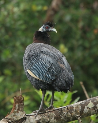 Perlica czubata - Guttera pucherani - Kenya Guineafowl