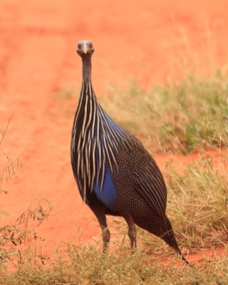 Perlica sępia - Acryllium vulturinum - Vulturine Guineafowl