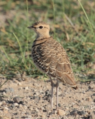 Rączaki, Żwirowce - Coursers and Pratincoles