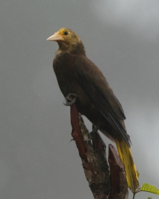 Kacykowiec rdzawy - Russet-backed Oropendola