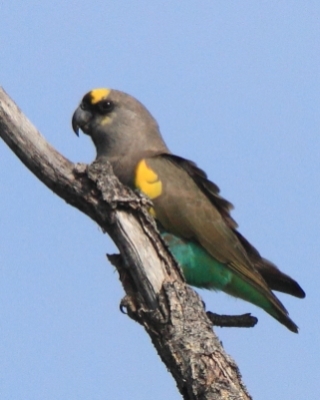 Afrykanka złotoplama - Poicephalus meyeri - Brown Parrot