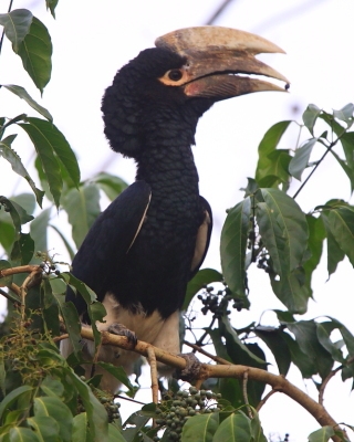 Dzioborożec białosterny - Bycanistes albotibialis - White-thighed Hornbill