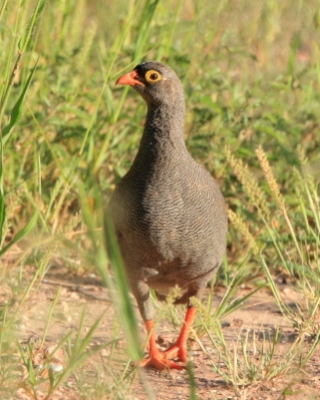 Szponiastonóg krasnodzioby - Pternistis adspersus - Red-billed Francolin