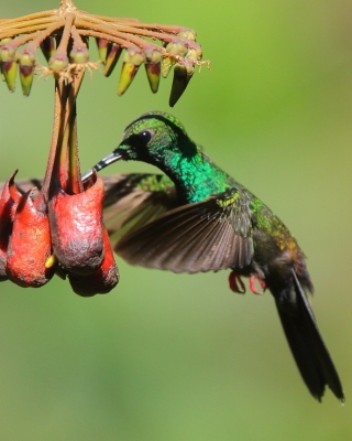 Kostaryka ptaki część 2 - Costa Rica birds part 2