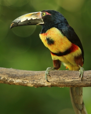 Kostaryka ptaki - Costa Rica birds