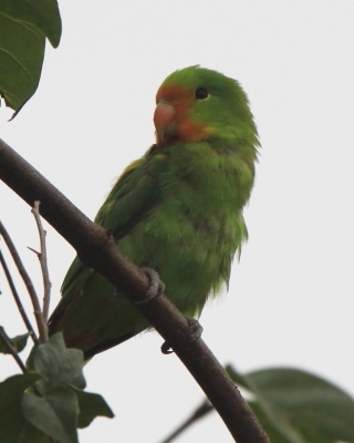 Nierozłączka czerwonogłowa - Agapornis pullarius - Red-headed Lovebird