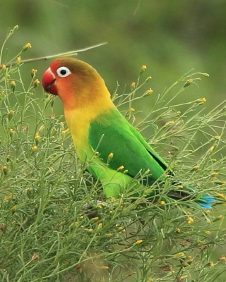Nierozłączka rudogłowa - Agapornis fischeri - Fischer's Lovebird