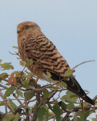 Pustułka stepowa - Falco rupicoloides - Greater Kestrel