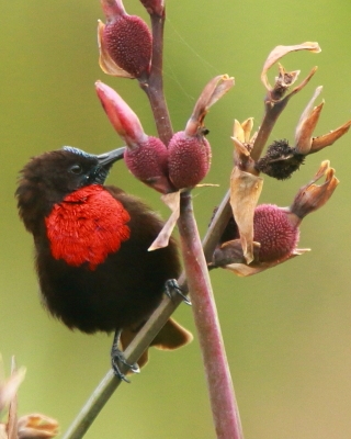 RPA - ptaki - South Africa - birds