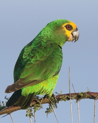 Afrykanka żółtogłowa - Poicephalus flavifrons - Yellow-fronted Parrot