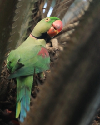 Aleksandretta większa - Psittacula eupatria - Alexandrine Parakeet