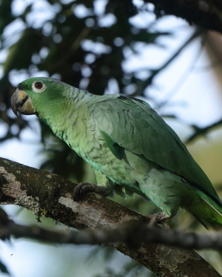 Amazonka skromna - Mealy Amazon