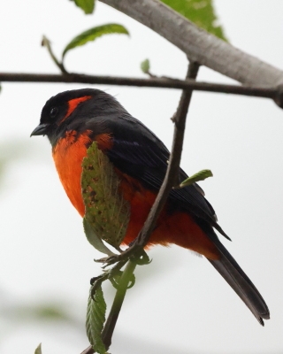 Andagra czerwonoucha - Scarlet-bellied Mountain-Tanager