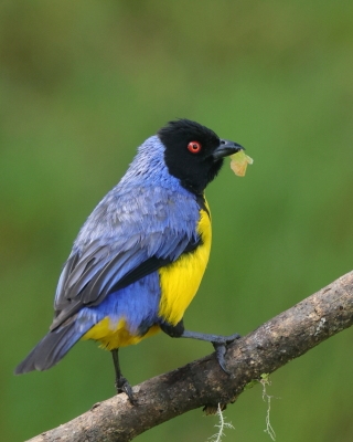 Andotanager kapturowy - Hooded Mountain-Tanager