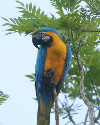 Ara ararauna - Blue-and-yellow Macaw