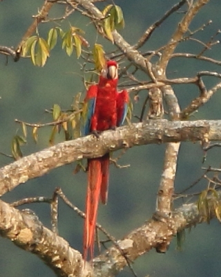Ara żółtoskrzydła - Ara macao - Scarlet Macaw