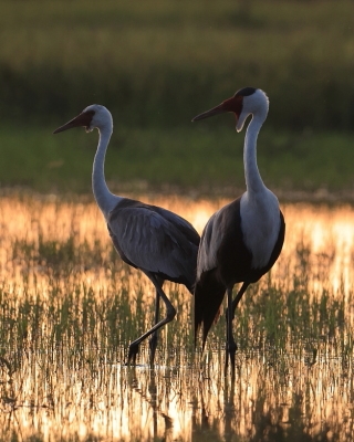 Botswana I Zambia - ptaki - Botswana and Zambia - birds