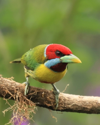 Brodacz pstry - Versicolored Barbet