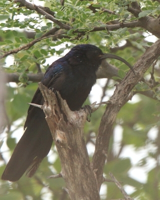 Czarnodudek większy - Rhinopomastus cyanomelas - Common Scimitarbill