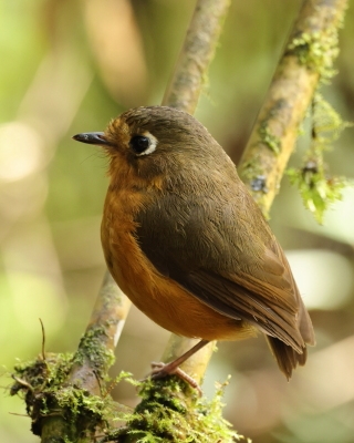 Drobik rdzawopierśny - Rusty-breasted Antpitta