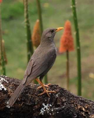Drozd bury - Chiguanco Thrush