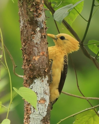 Dzięcioł kremowy - Cream-colored Woodpecker
