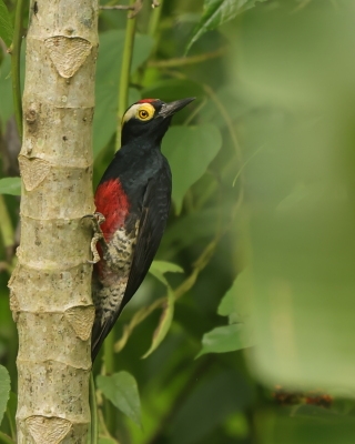 Dzięciur czarnoszyi - Yellow-tufted Woodpecker