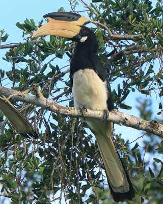 Dzioborożec orientalny - Anthracoceros coronatus - Malabar Pied Hornbill