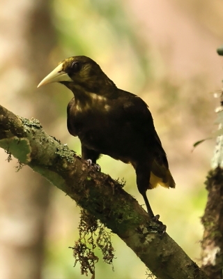 Kacykowiec śniady - Dusky-green Oropendola