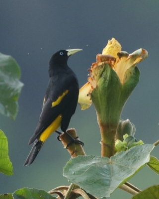 Kacykowiec żółtosterny - Yellow-rumped Cacique