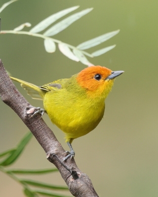 Kapturzyk żółtobrzuchy - Rust-and-yellow Tanager